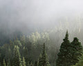 Misty Pines