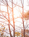 Sun-kissed Branches By The Lake