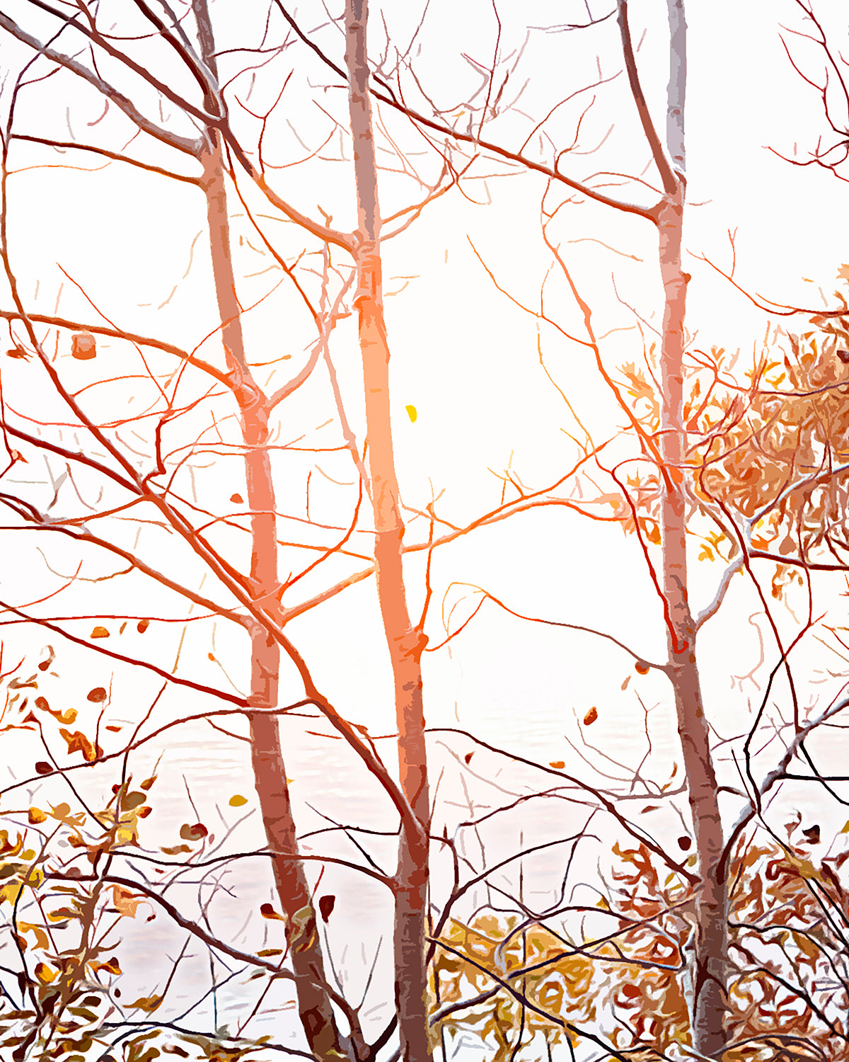 Sun-kissed Branches By The Lake